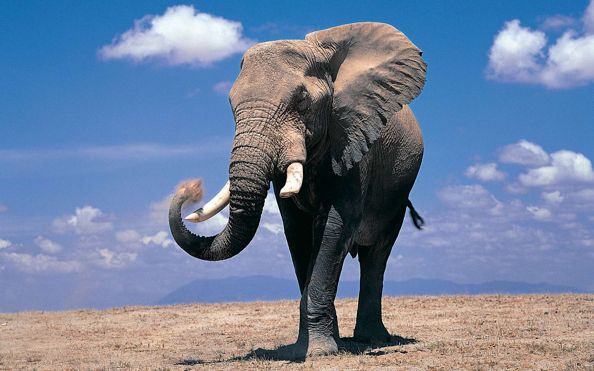 Elephant Computer Wallpapers, Desktop Backgrounds Id: 324220