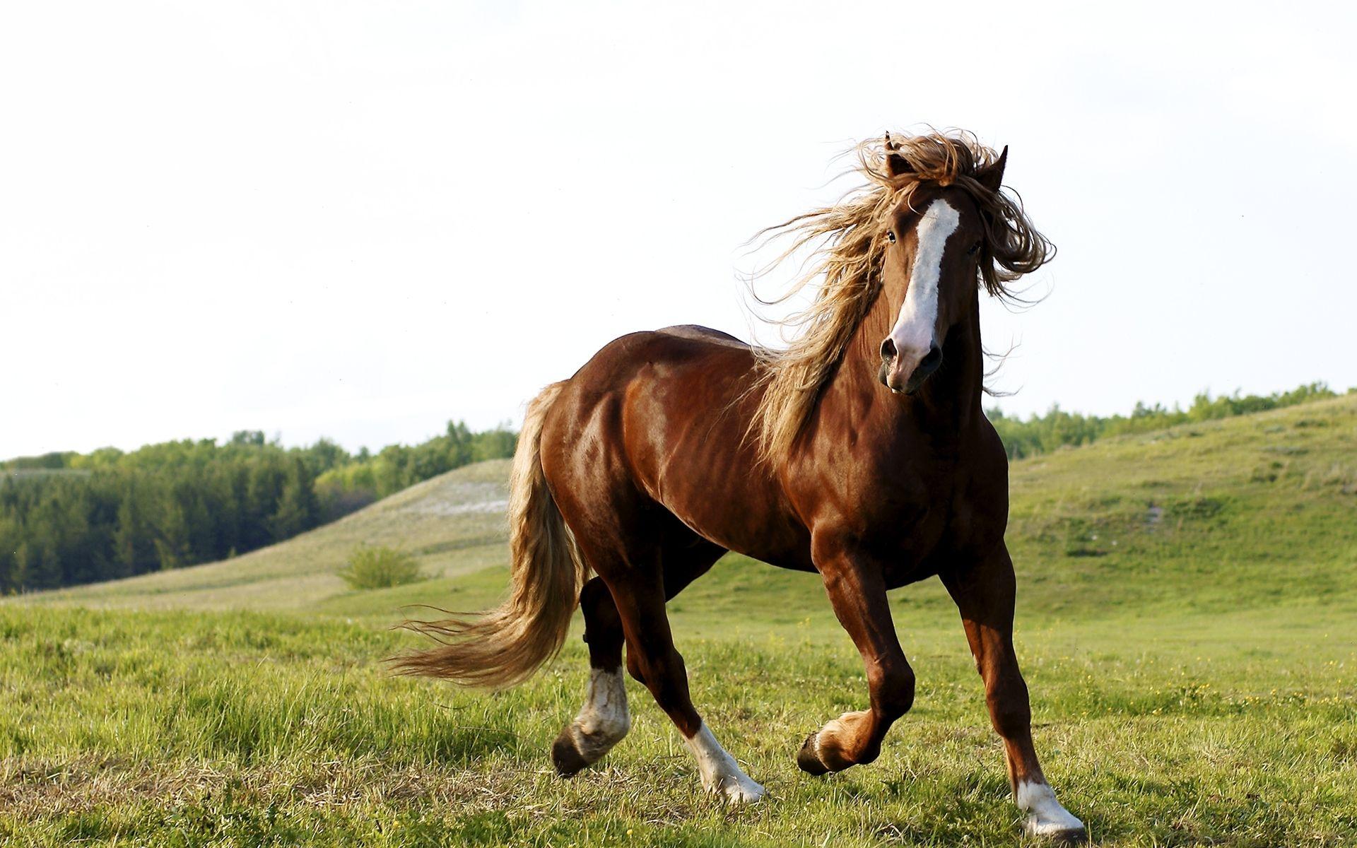 Horse Wallpapers Widescreen