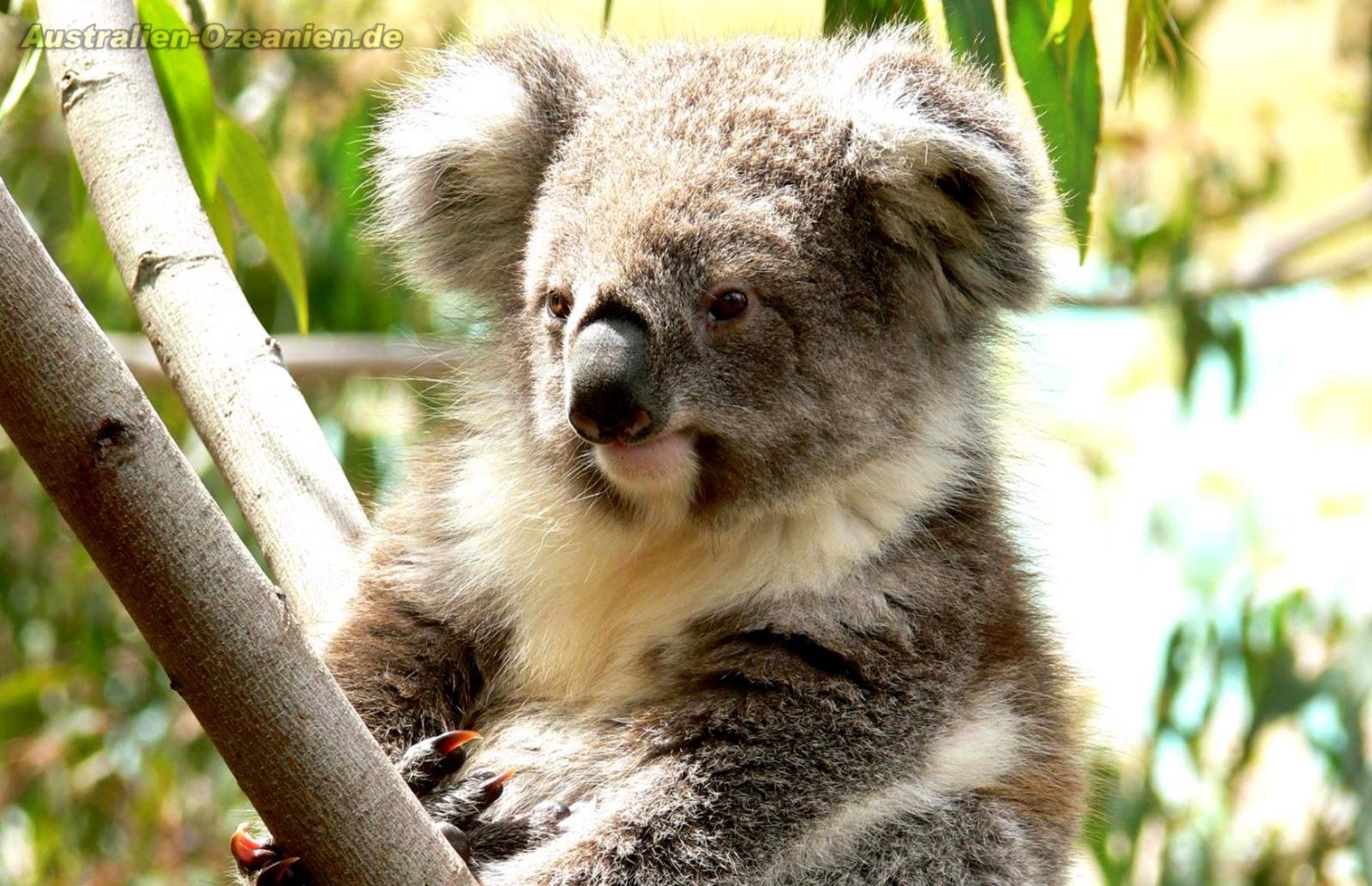 Koala Australia Hd Wallpapers