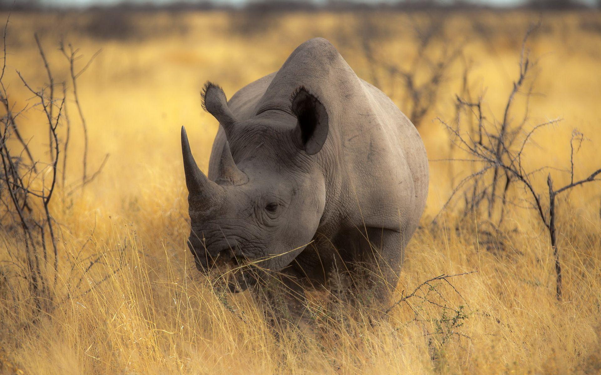 750800 Best Rhino Wallpapers