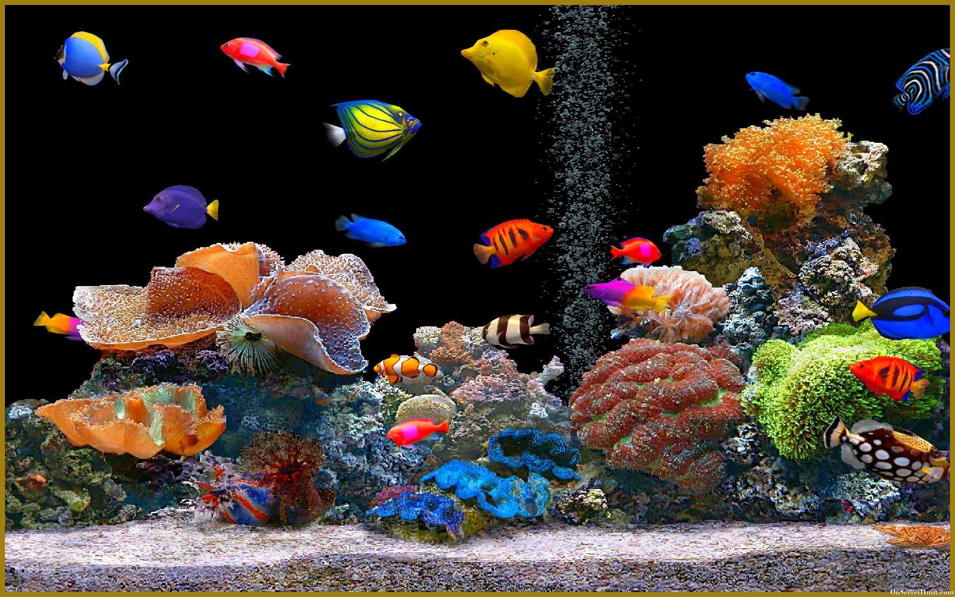 Aquarium Backgrounds, Wallpapers, Image, Pictures Design Trends