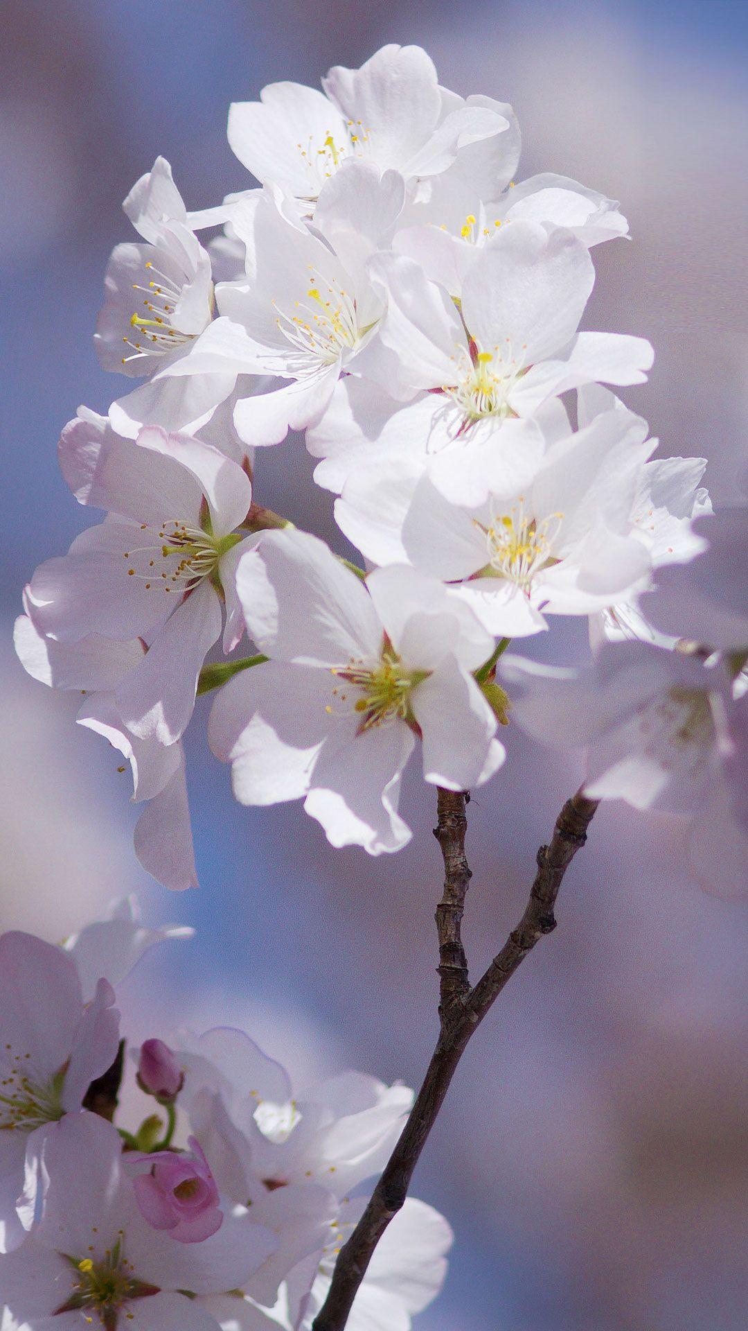 Free Android Cherry Blossom Wallpapers iPhone