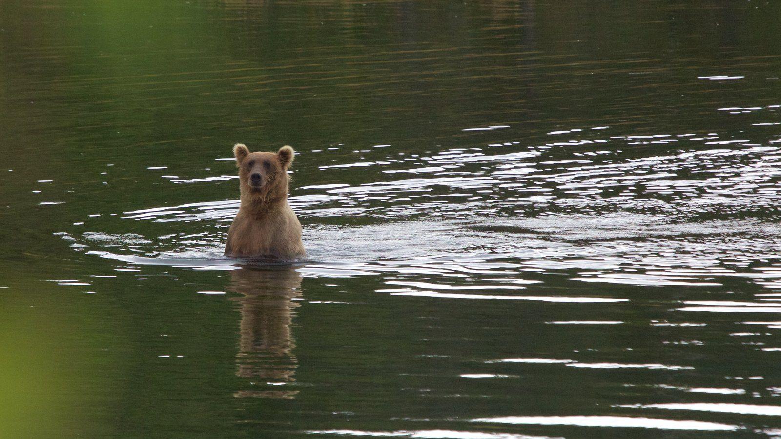 Animal Pictures: View Image of Katmai National Park and Preserve