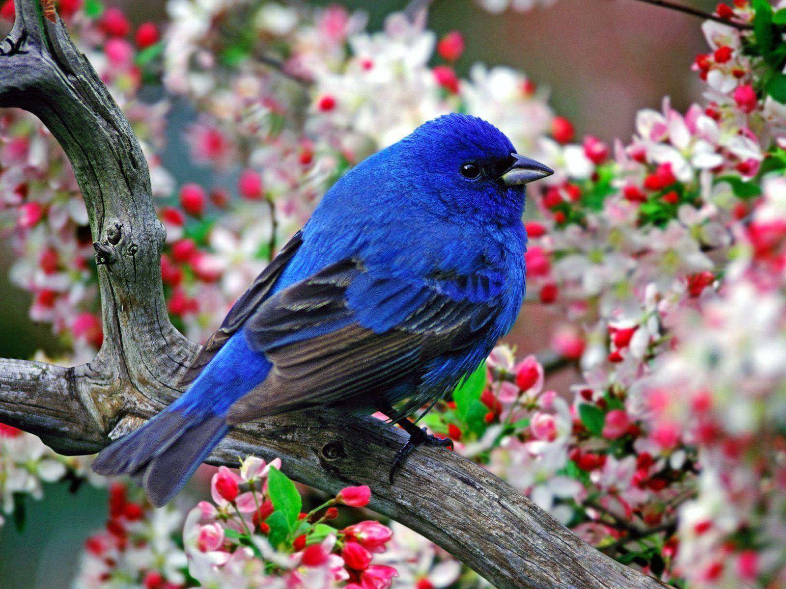 Blue bird wallpapers and image