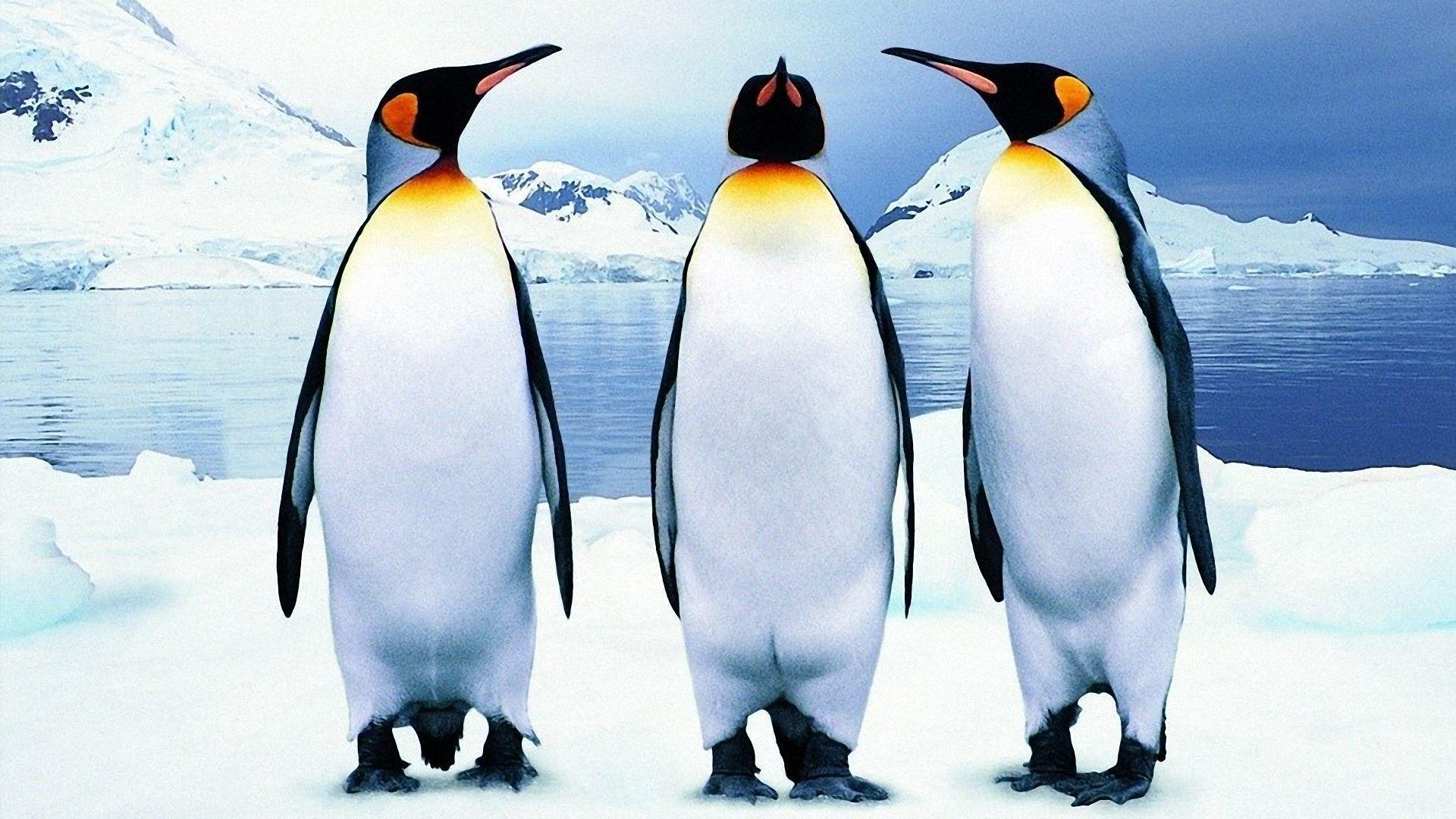 Penguin Wallpapers HD Pictures – One HD Wallpapers Pictures