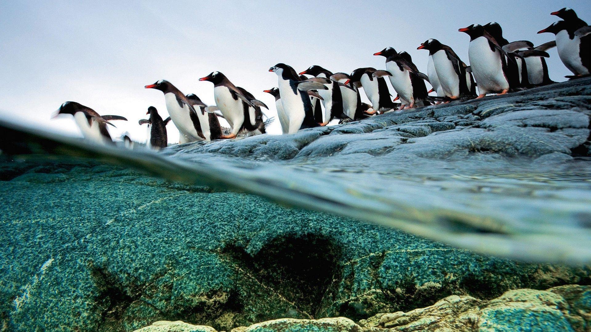 Penguin Backgrounds HD