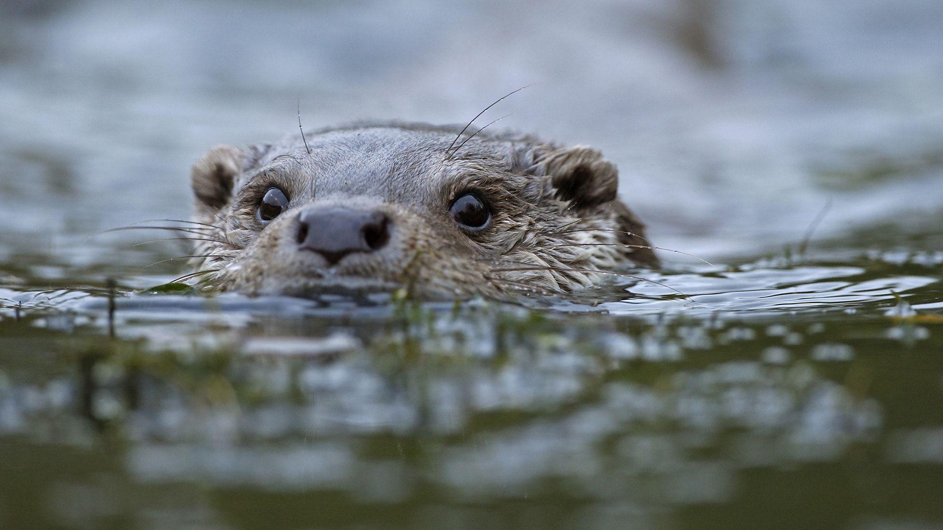 Otter HD Desktop Wallpapers