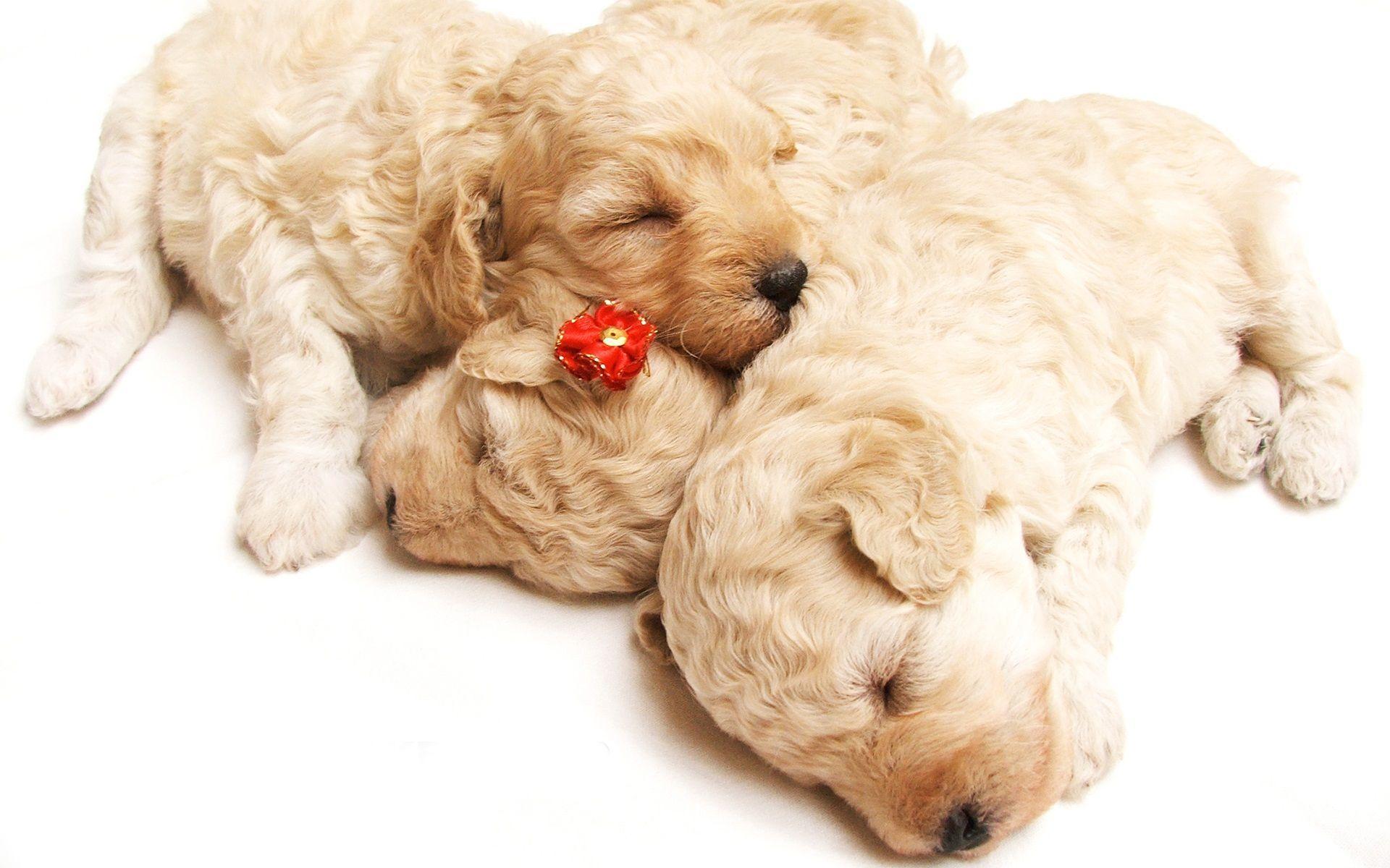 Cute Sleeping Puppies Wallpapers