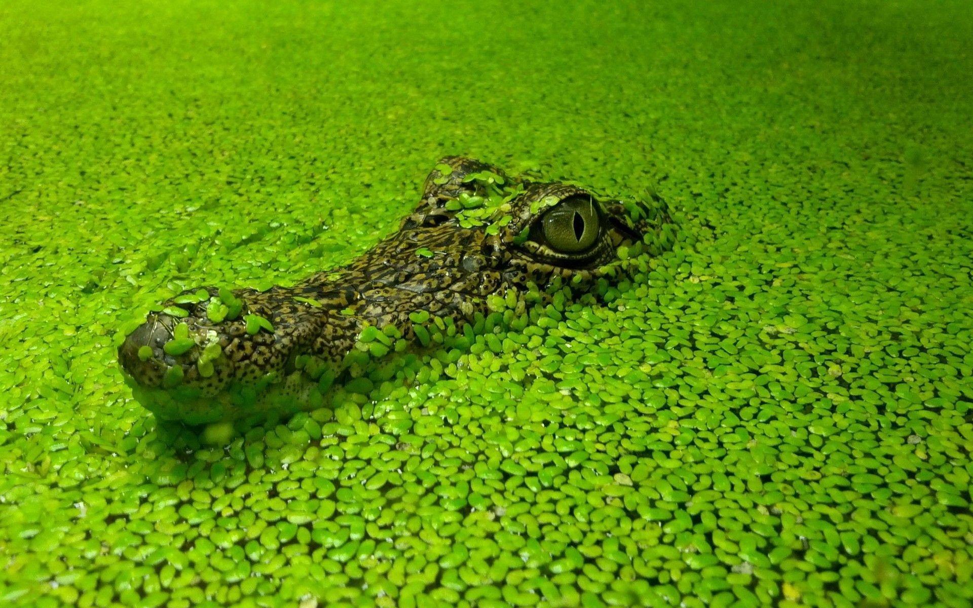 Alligator Wallpapers 21666