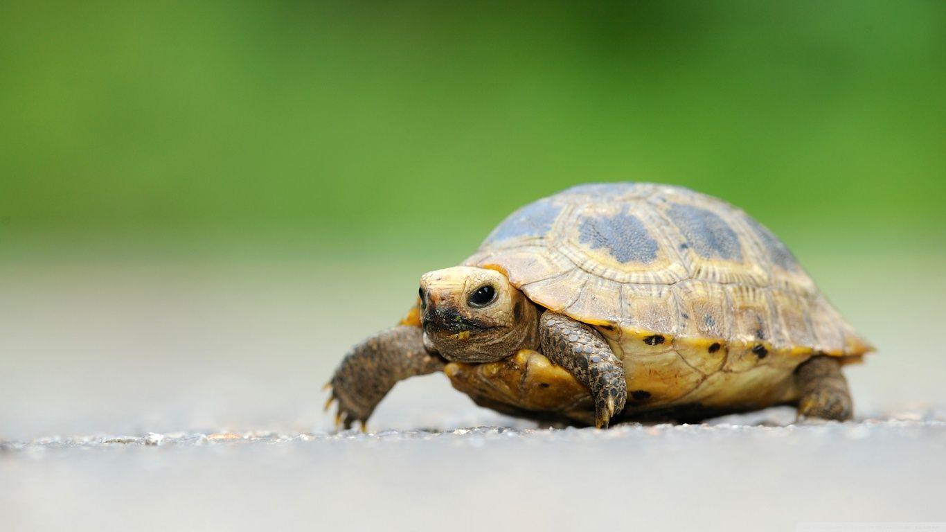 Baby Elongated Tortoise HD desktop wallpapers : Widescreen : High