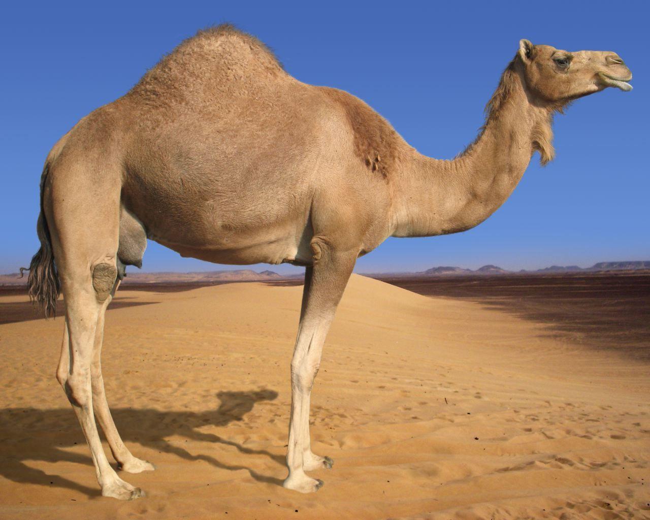 Arabian Camel