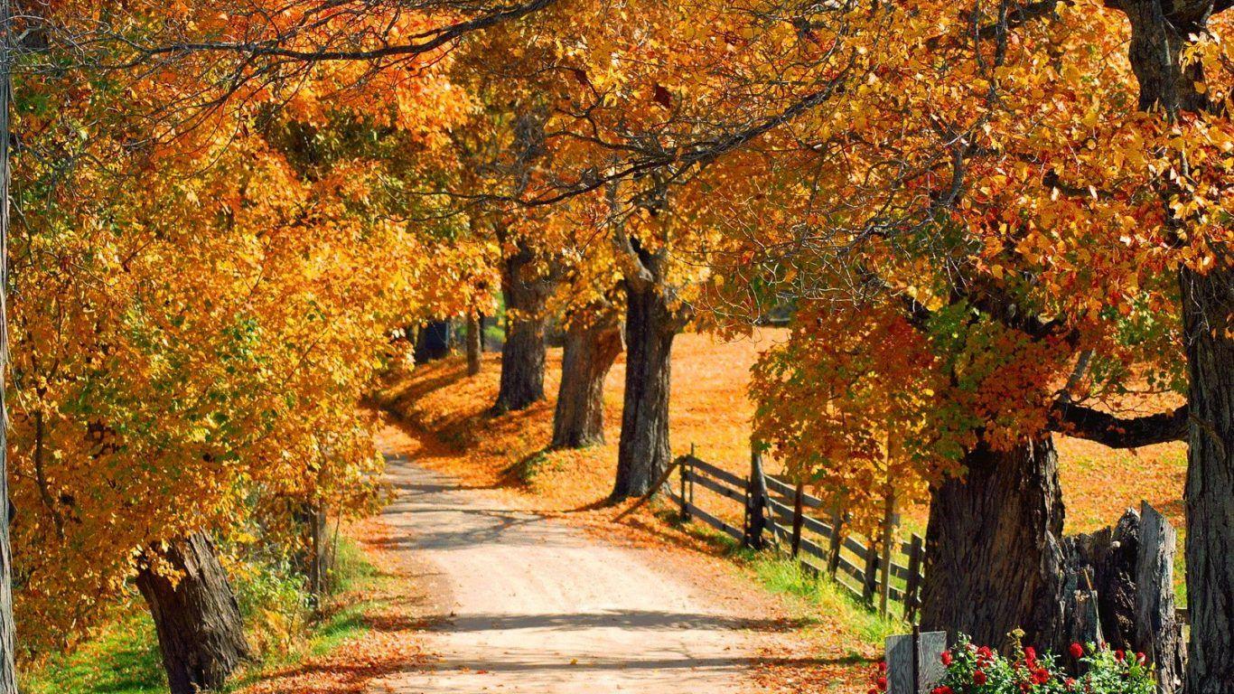 Forest Autumn Mansfield Vermont Foliage Fall Color Leaves