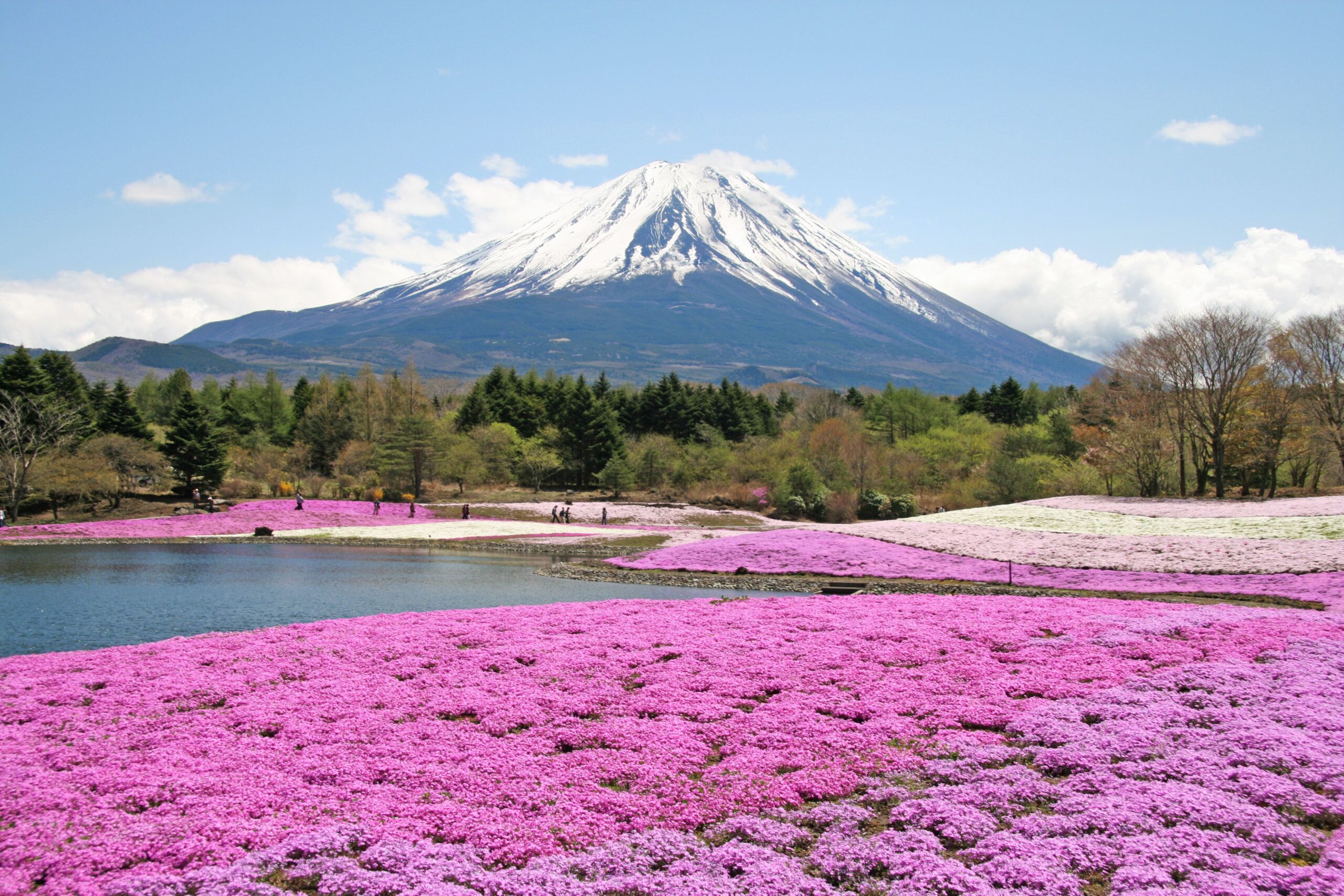 10 Gorgeous Fields of Flowers Worth Traveling to See