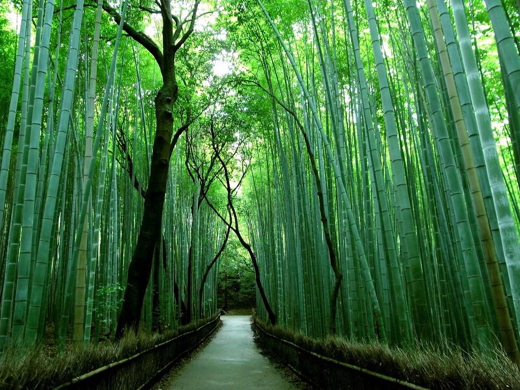 Bamboo Grove Wallpapers