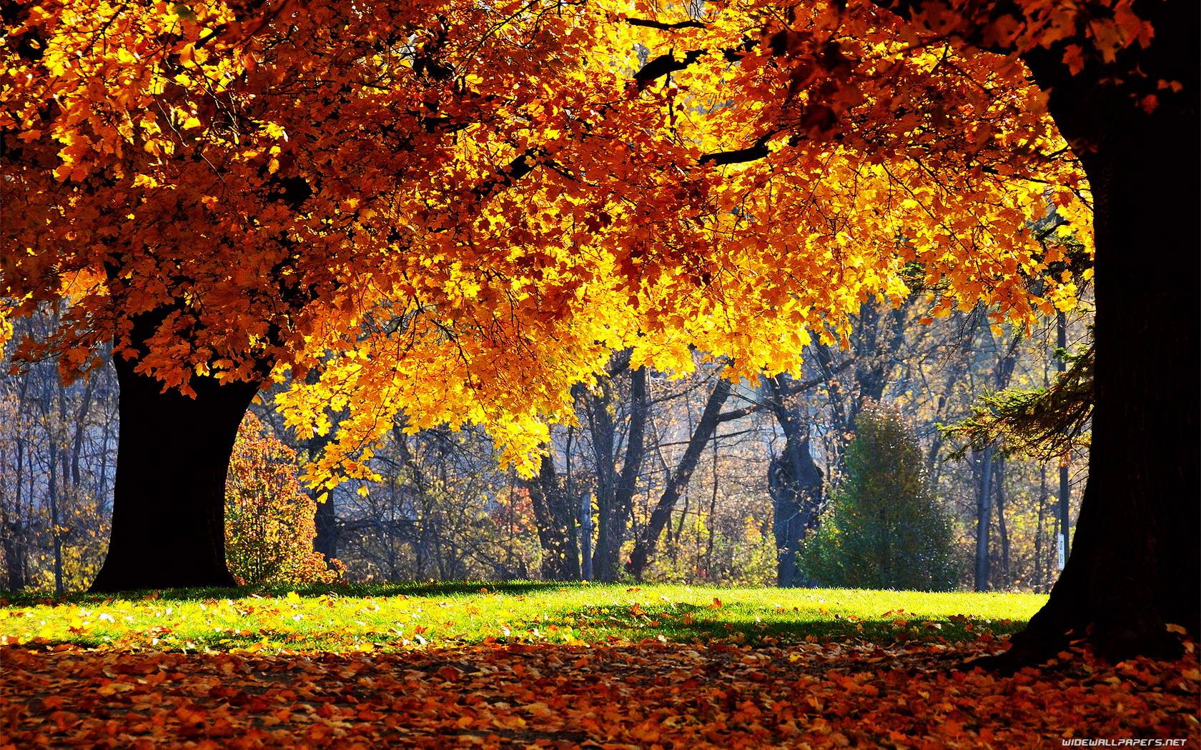 Fall Desktop Backgrounds wallpapers 3642