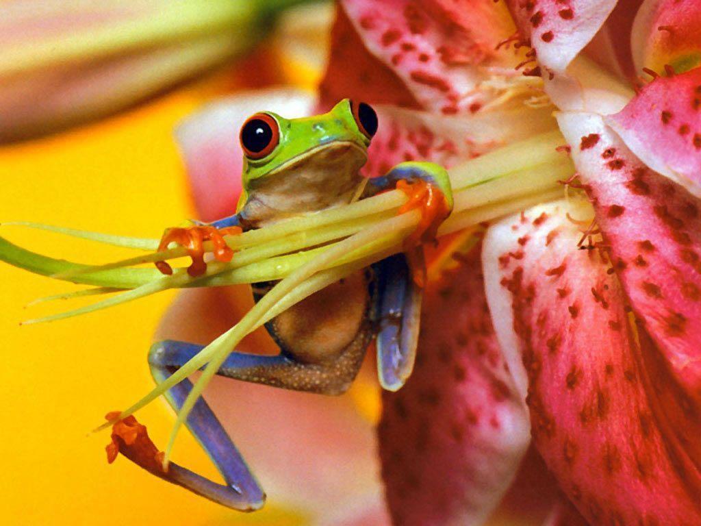 Download Frogs Back Frog Full HD Wallpapers Wallpapers HD