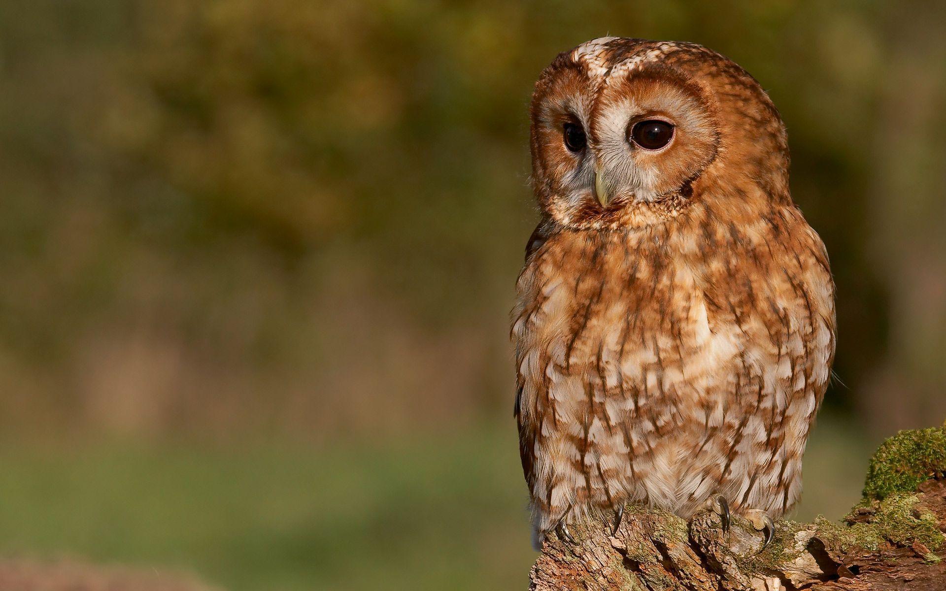 Tawny Owl Wallpapers by Photosbykev