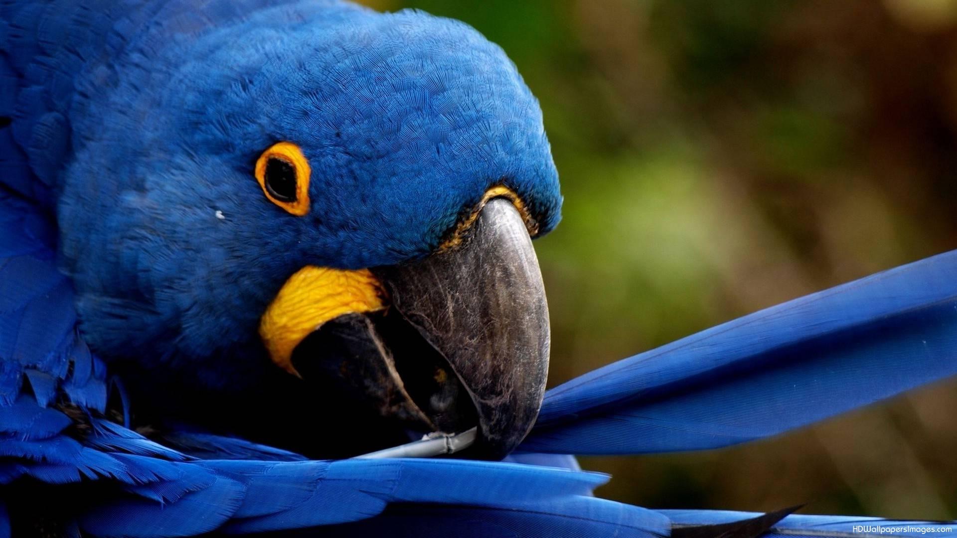 Blue Parrot Wallpapers 2