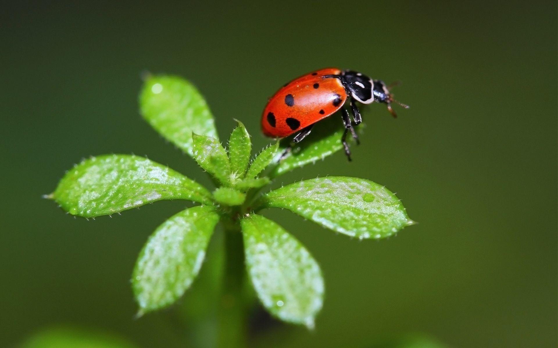 360 Ladybug HD Wallpapers