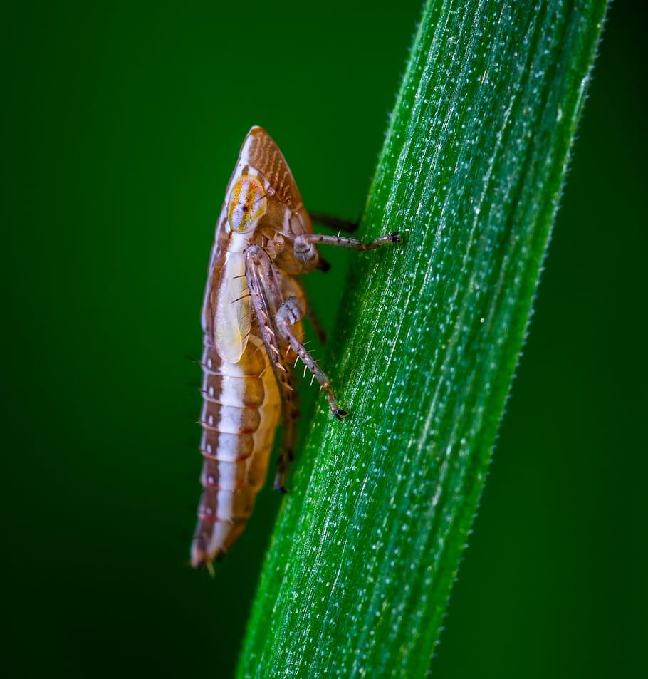 Leafhopper 1080P, 2K, 4K, 5K HD wallpapers free download