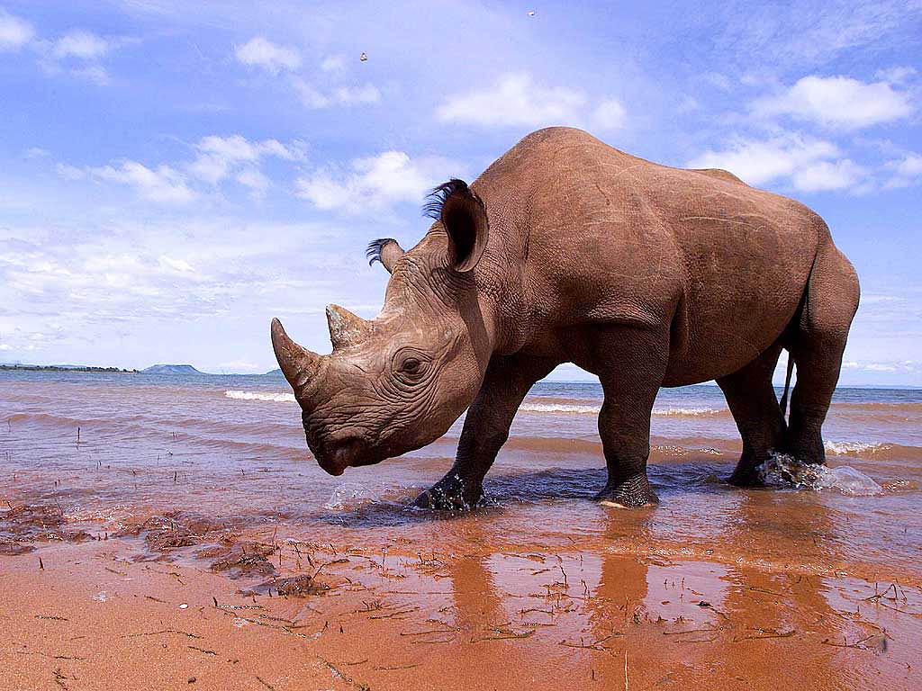 Rhinoceros Wallpapers