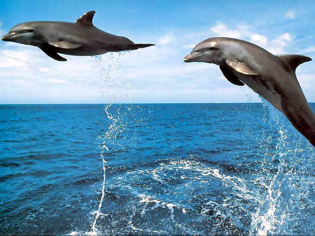 3D Jumping Dolphin Wallpapers