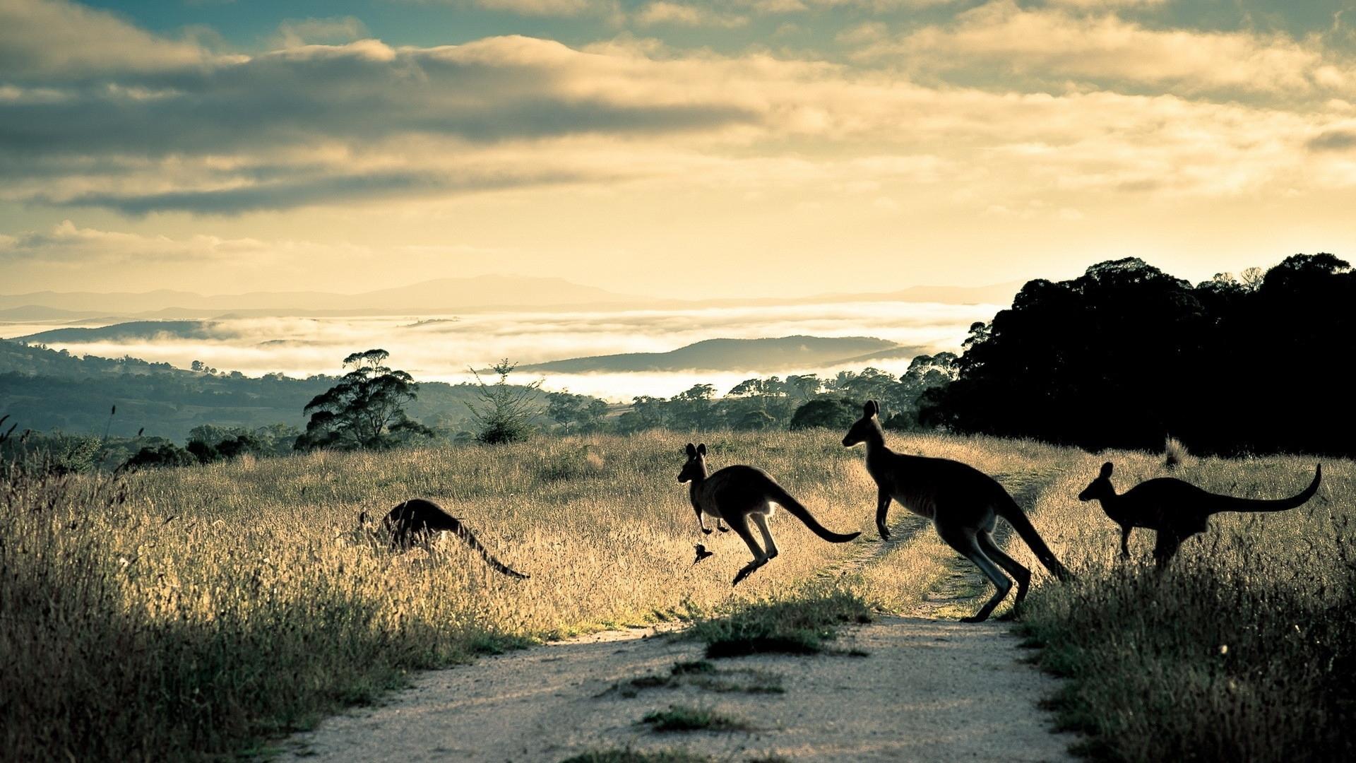 Kangaroo Wallpapers