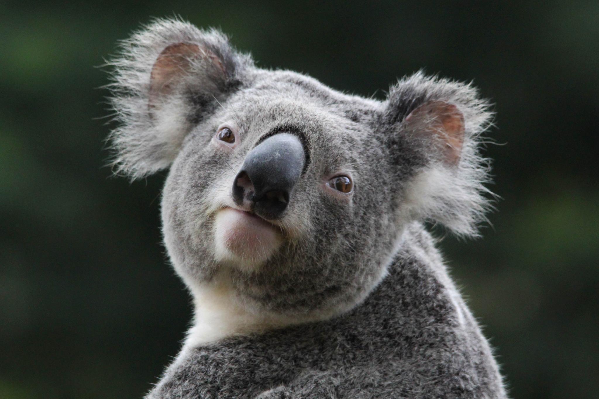 Wallpapers For > Cute Koala Wallpapers