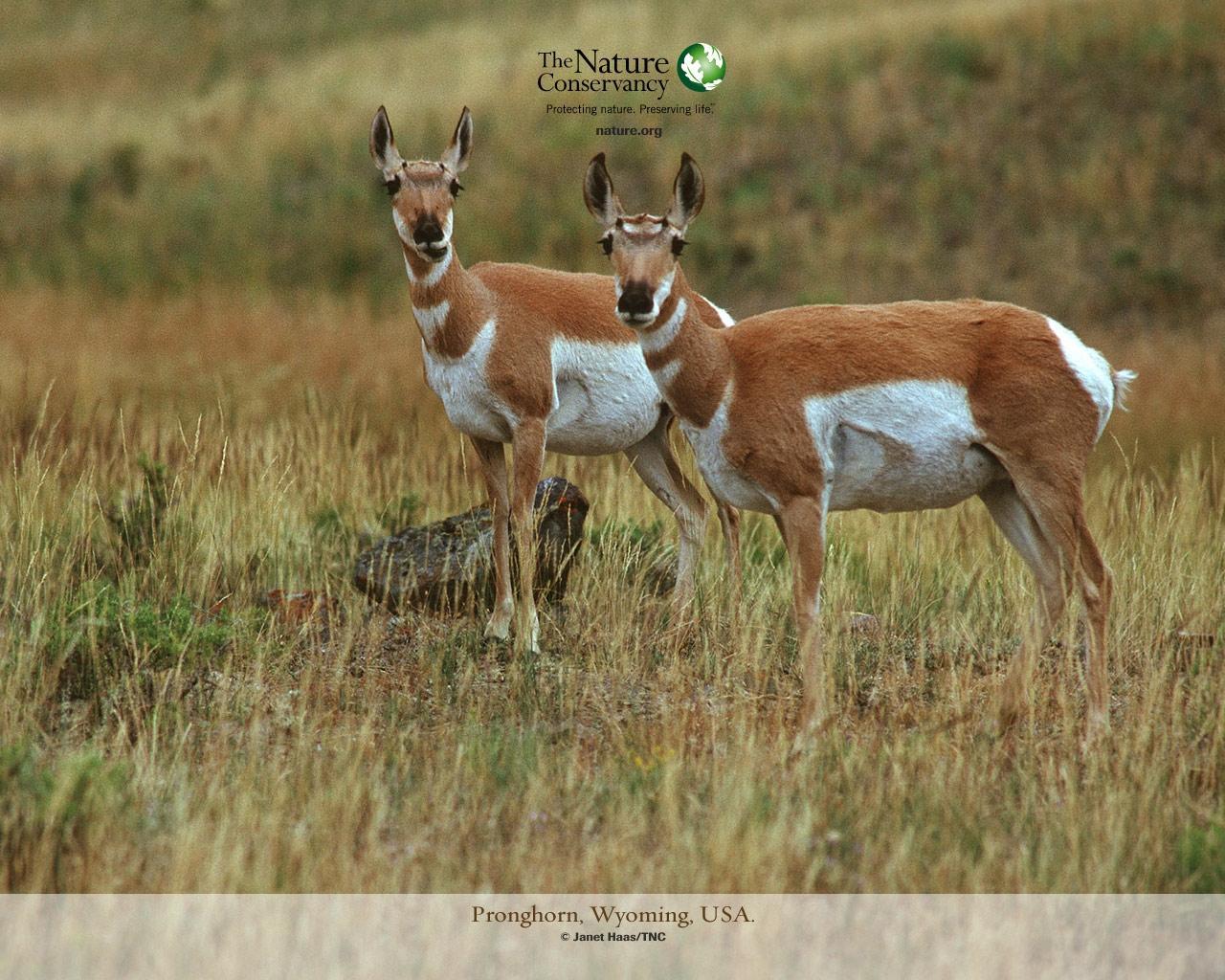 Desktop Wallpapers Antelope Artiodactyl animal