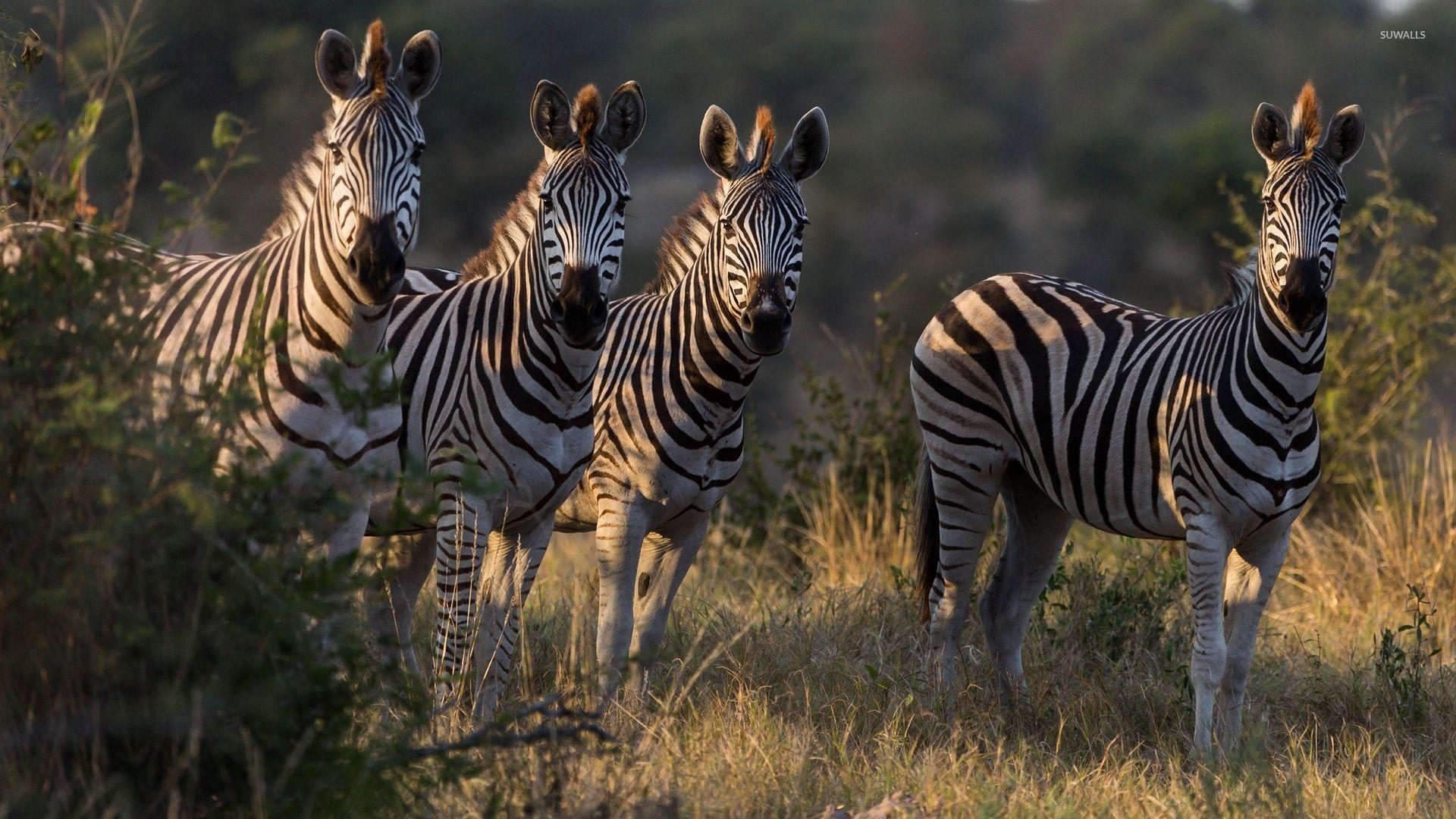 Zebras drinking water from the river wallpapers