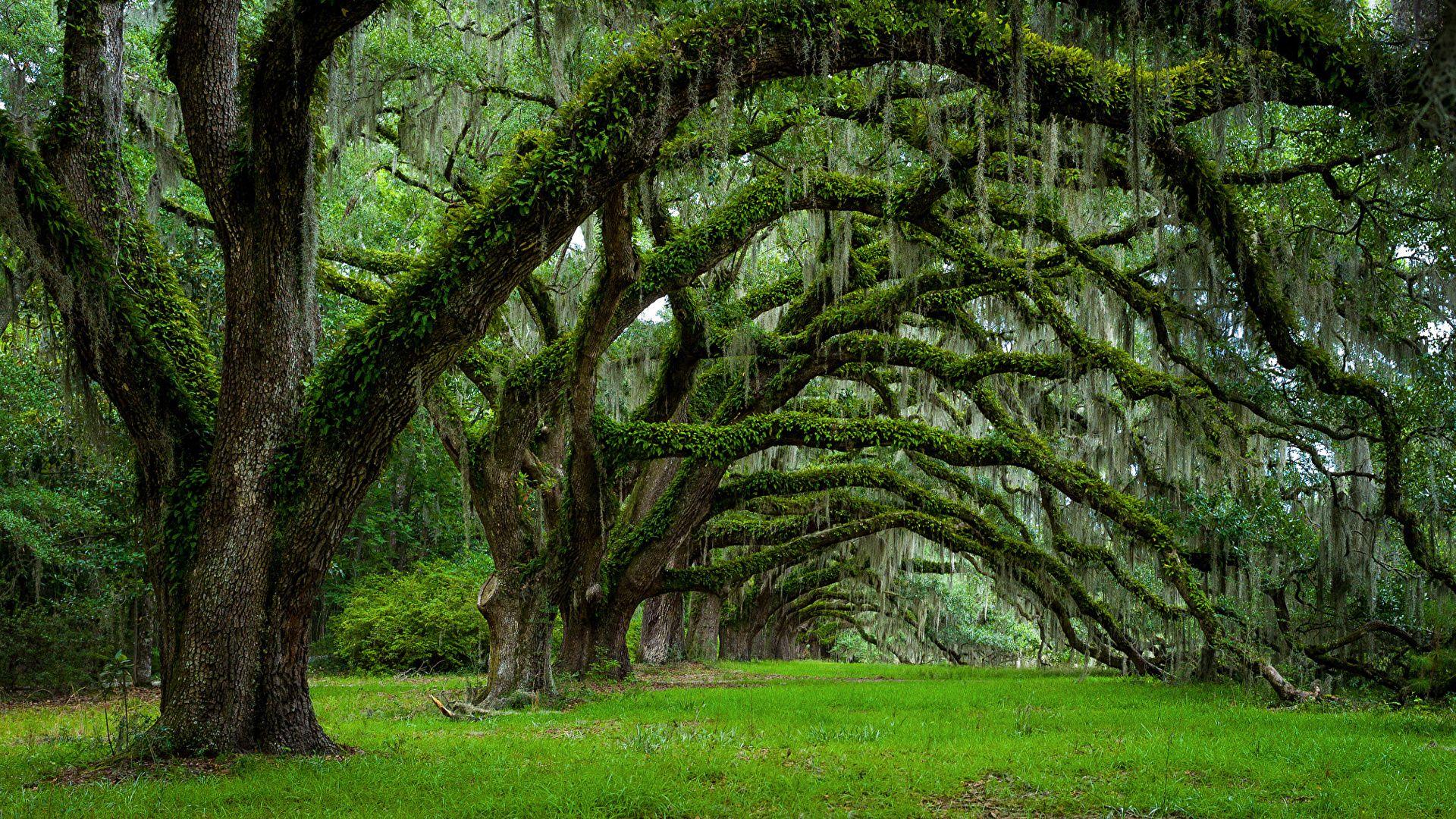 Photo USA Charleston South Carolina Nature Spring Moss