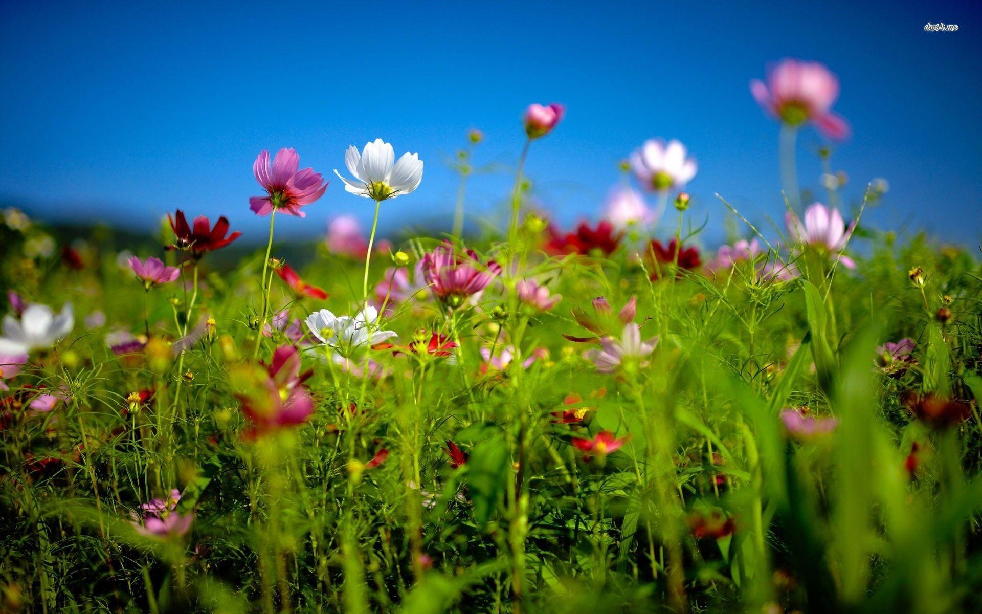 Download Meadow HD Wallpapers for Free, BsnSCB