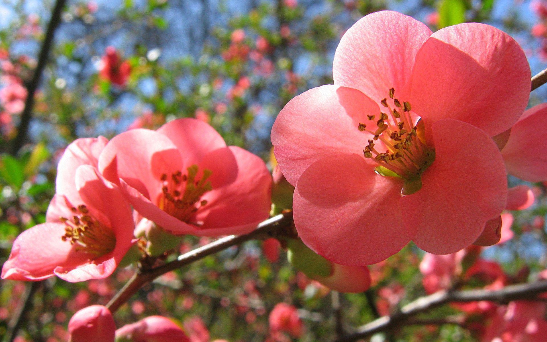 Red flowers Spring hd wallpapers