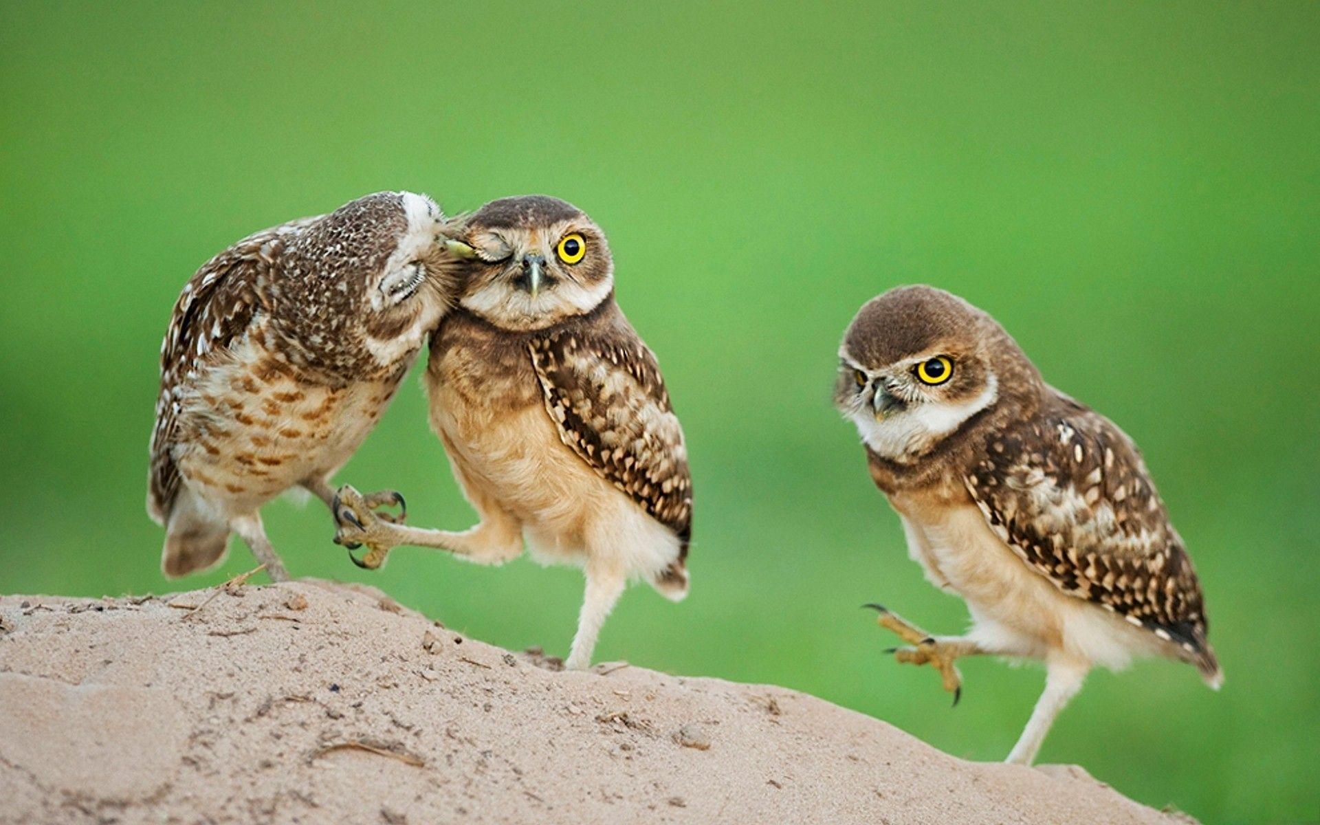 Wallpapers For > Baby Owl Desktop Wallpapers