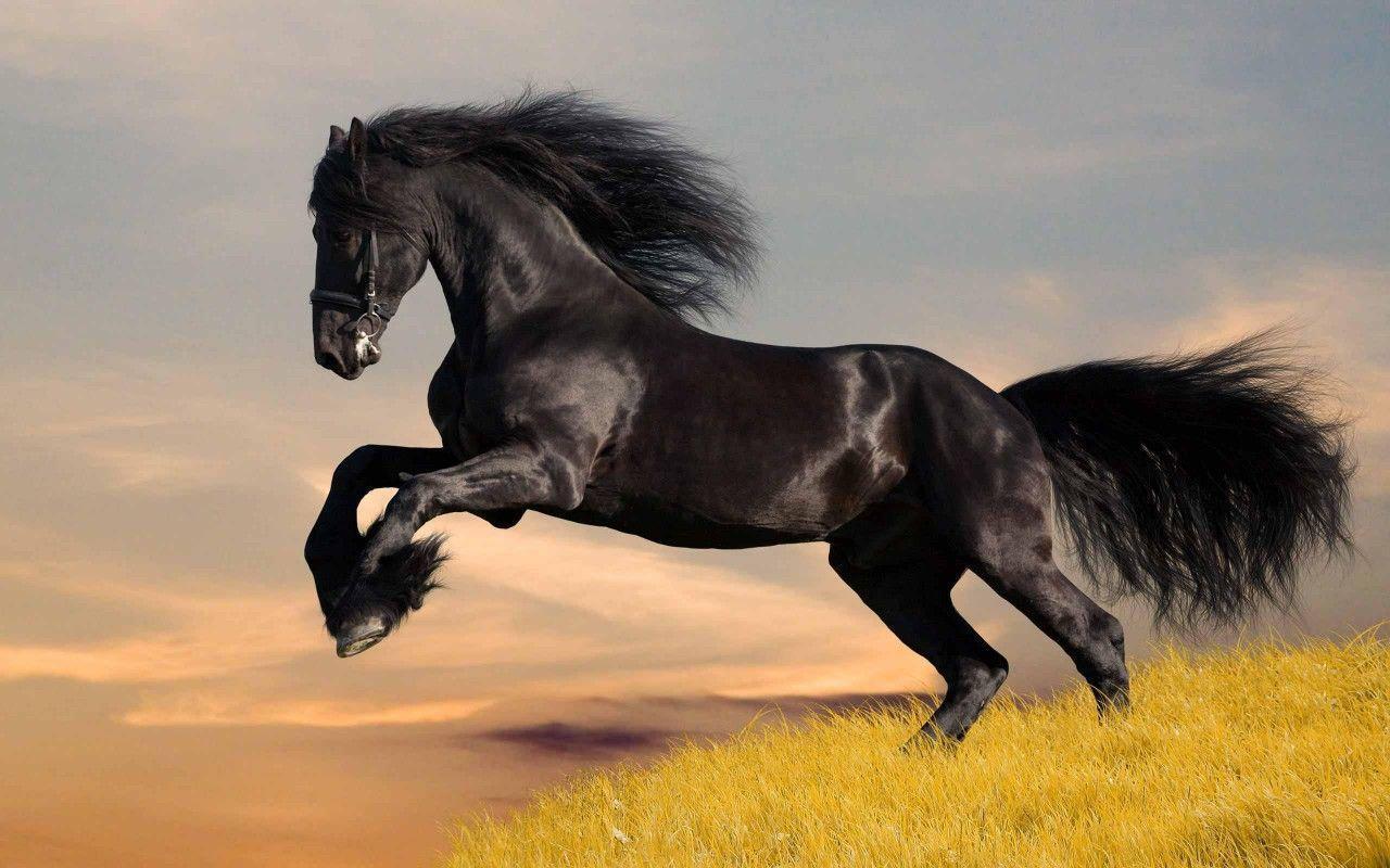 Black Horse HD Wallpapers