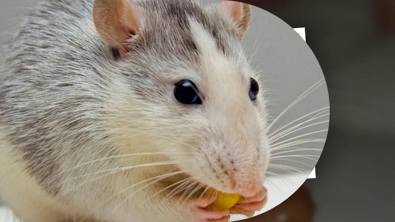 Rat Wallpapers Slideshow