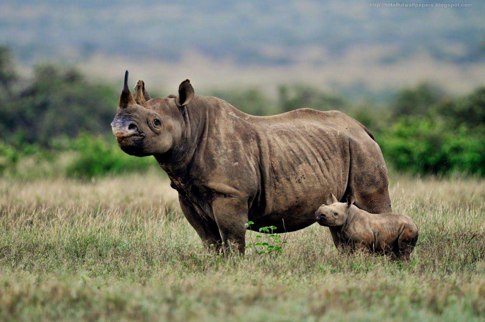 Kamal Shah: Black Rhinoceros HD Wallpapers