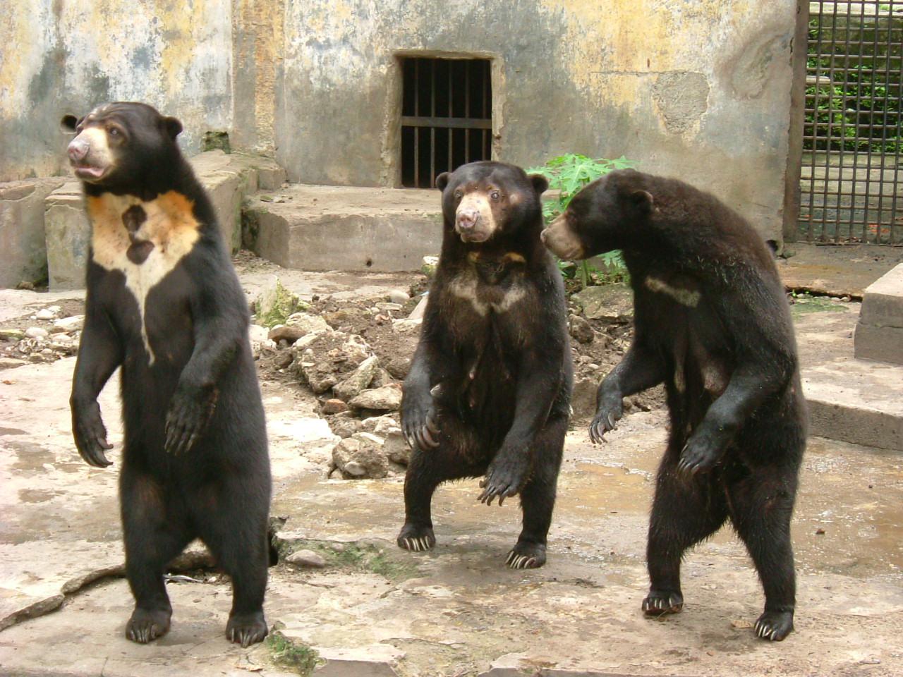 Why Sun Bears are Weird