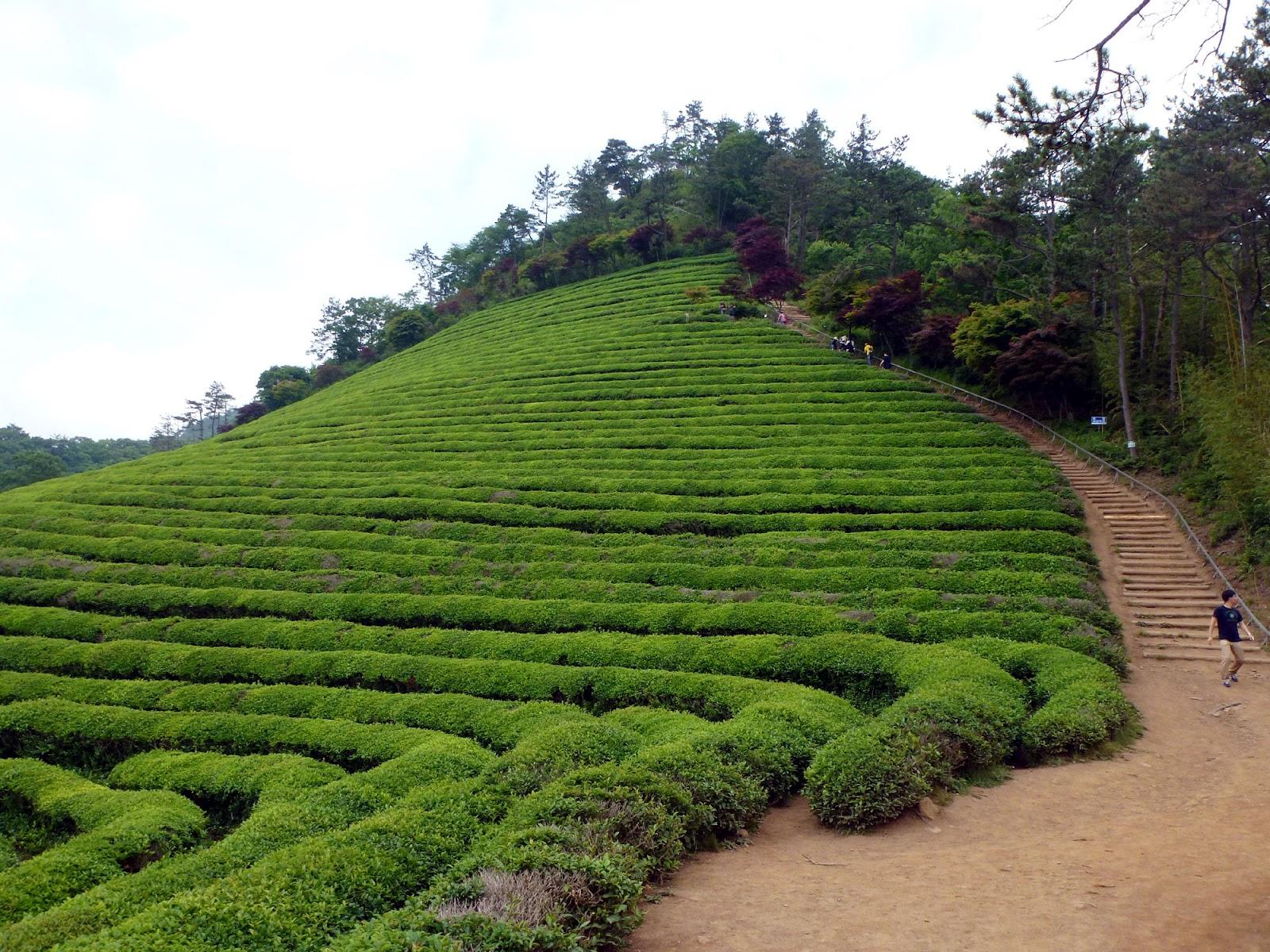 Destination Exploration: The Green Tea Fields of Boseong