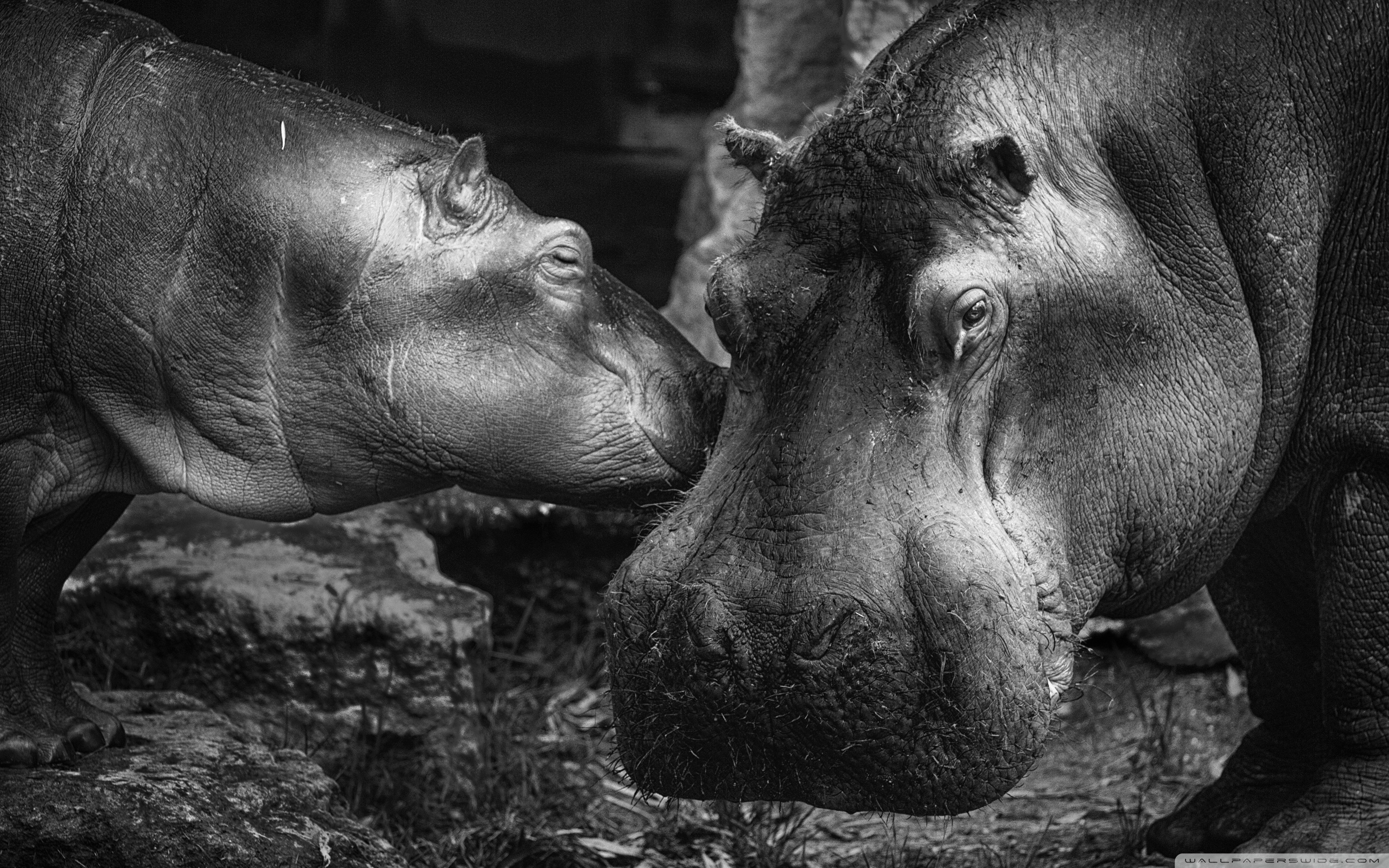 Hippopotamus ❤ 4K HD Desktop Wallpapers for 4K Ultra HD TV • Wide