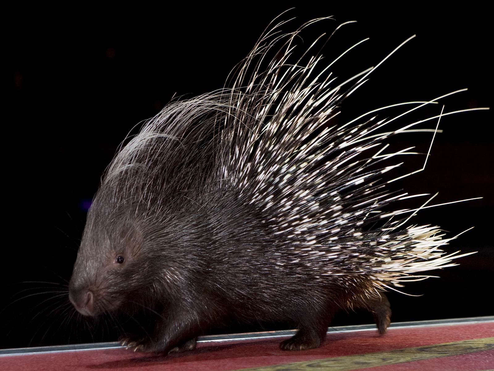 Free Porcupine Wallpapers