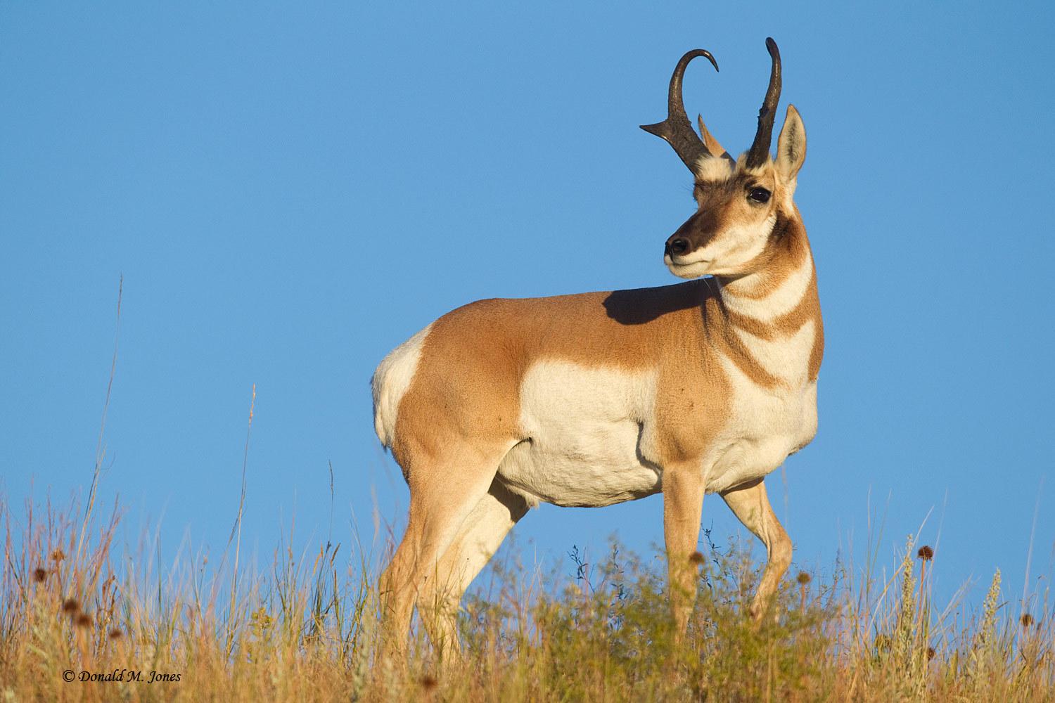 Best 40+ Pronghorn Wallpapers on HipWallpapers