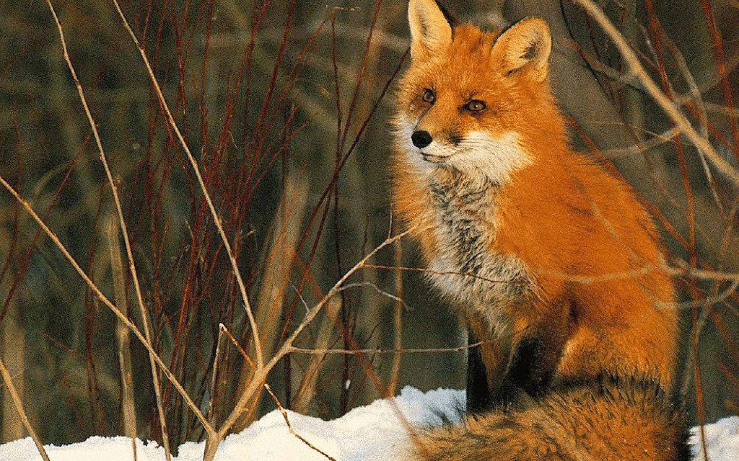 Beautiful red fox Wallpapers