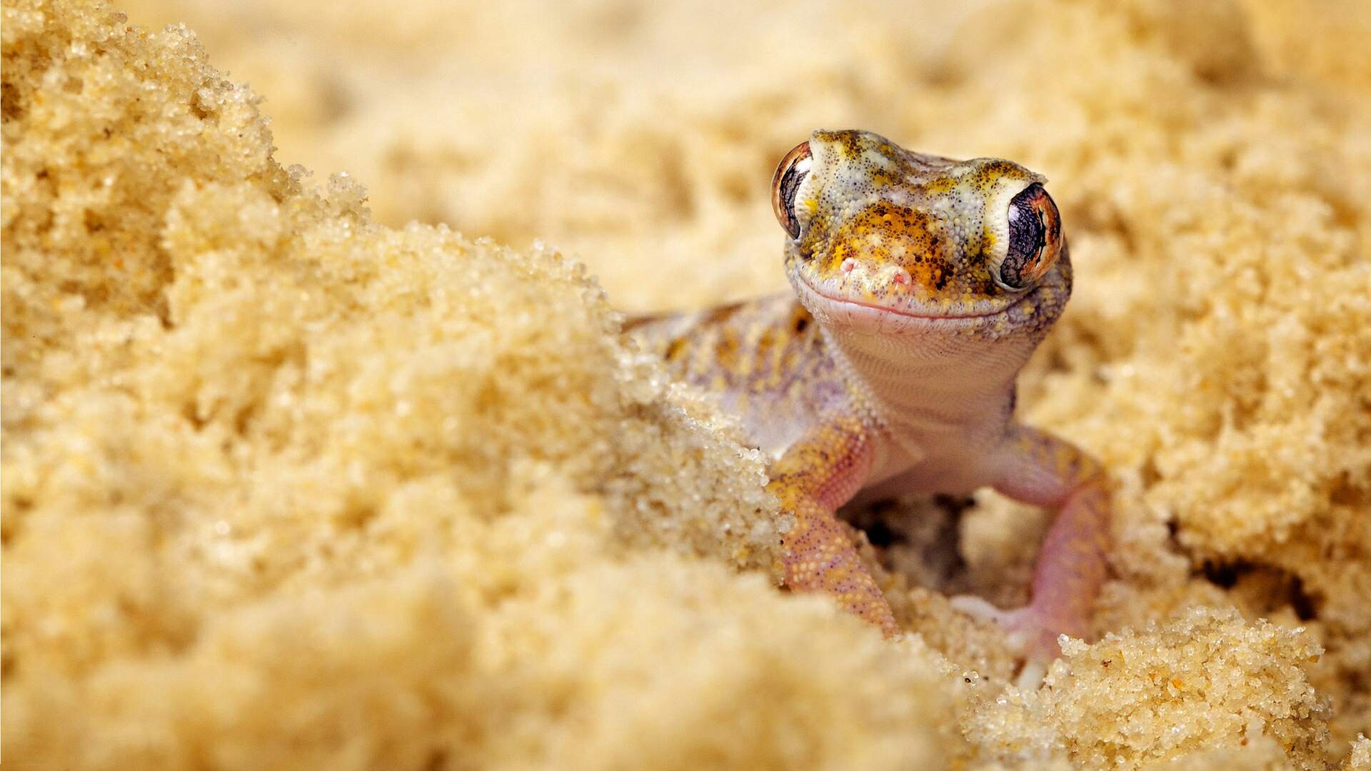 Gecko HD Wallpapers