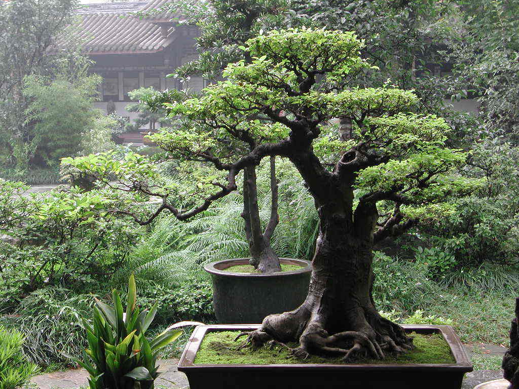 Bonsai Wallpapers