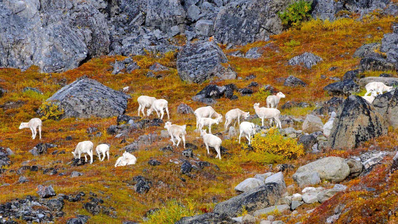 Animal Pictures: View Image of Gates of the Arctic National Park