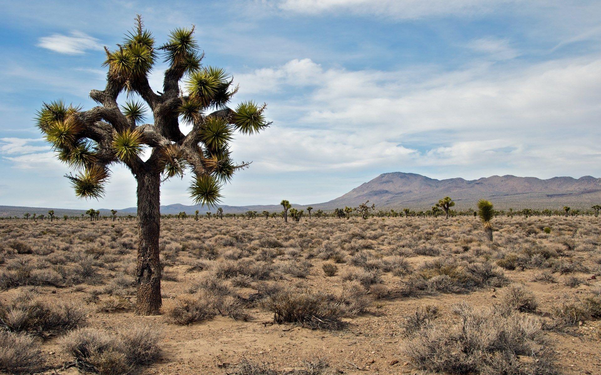 windows wallpapers joshua tree national park