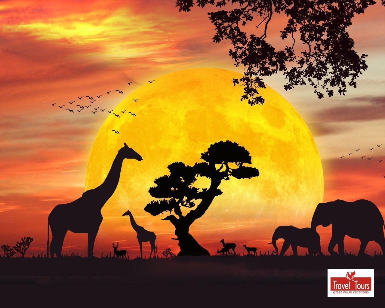 African Safari Live Wallpapers for Android PX ~ Wallpapers