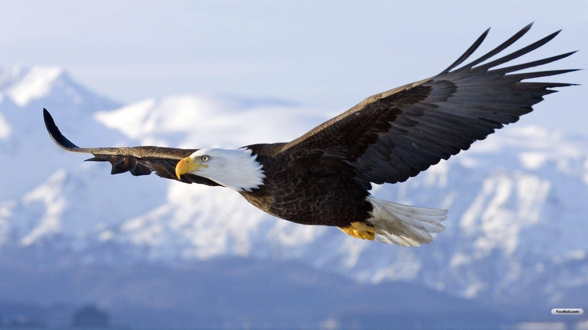 Eagle Desktop Wallpaper: Youwall Flying Eagle Wallpapers