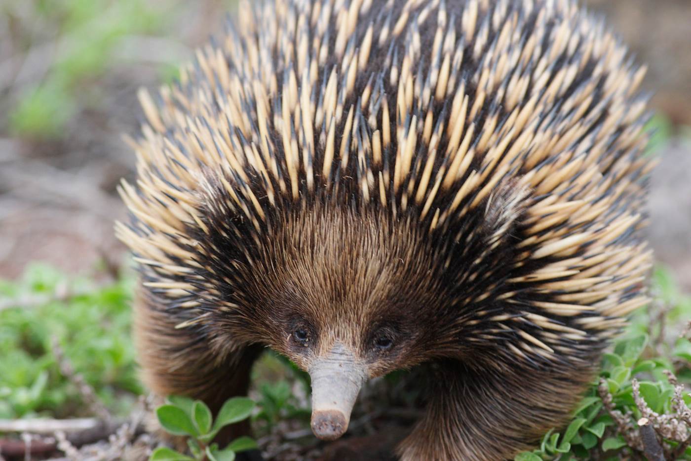 Echidna Facts And Animal Photos, image